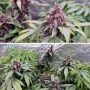Семена конопли Auto Forbidden Cherry® от Dutch Passion